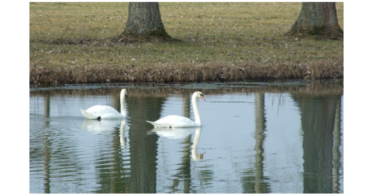 Cygnes